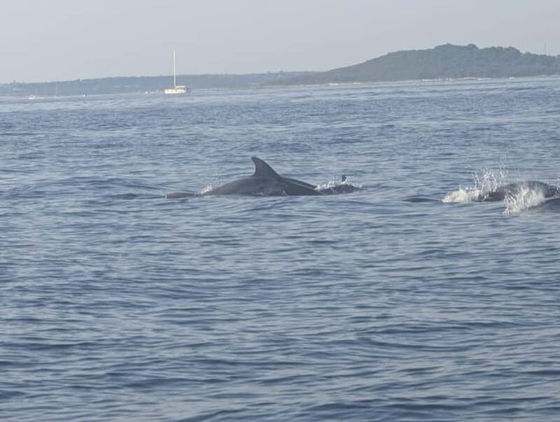 Private boat trips in Porec: dolphin watching, panoramic tour - Who Will Love This Experience?
