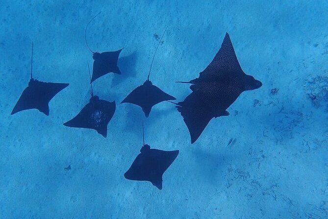 Private Bora Bora Lagoon Experience - FAQ