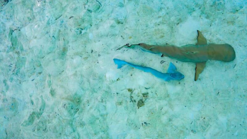Private Bora Bora Lagoon Snorkel Cruise with BBQ Picnic - The Marine Wildlife: Rays, Sharks, and Colorful Fish