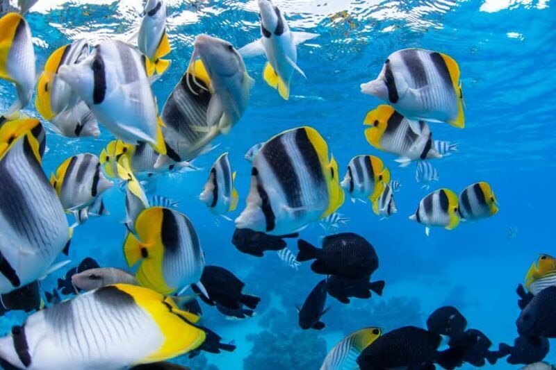 Private Bora Bora Lagoon Snorkel Cruise with BBQ Picnic - Free Time: Sunbathing, Swimming, or Exploring