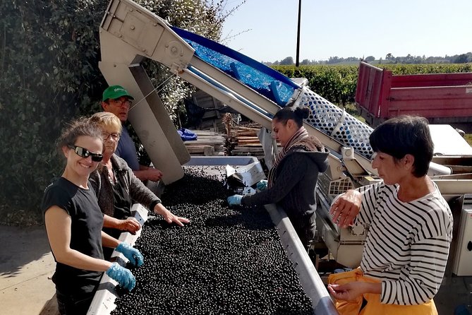 Private Bordeaux Wine Tasting Tour From San Sebastián  - San Sebastian - Gourmet Lunch Experience