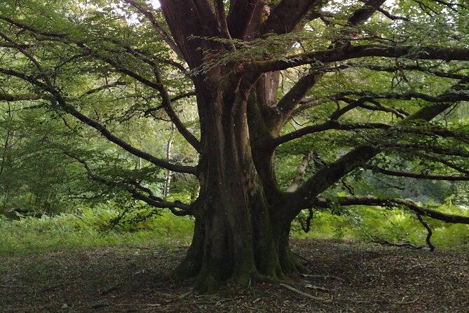 Private Botanical Discovery of the Rambouillet Forest Massif - Botanical Highlights