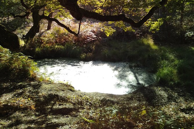 Private Botanical Discovery of the Rambouillet Forest Massif - Wildlife Encounters