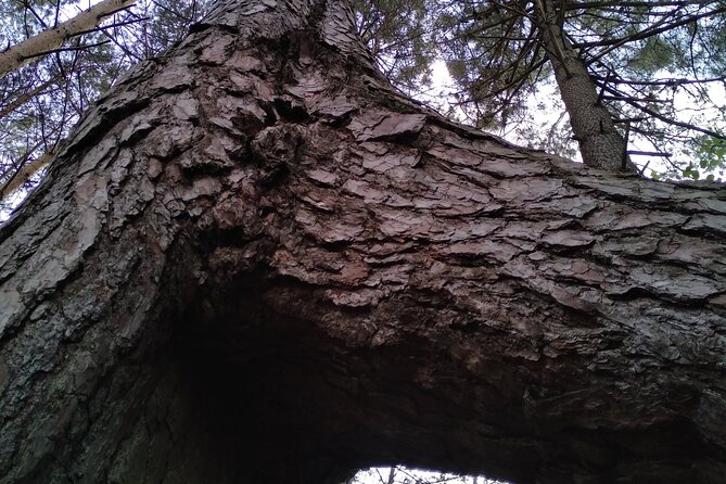Private Botanical Discovery of the Rambouillet Forest Massif - Booking and Pricing Details
