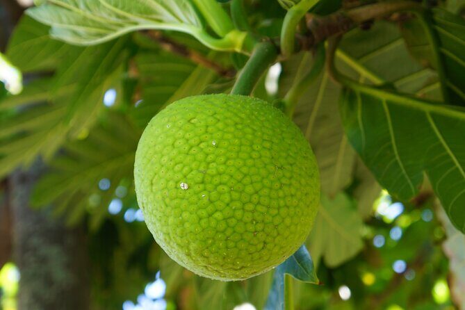 Private Botanical Garden Experience in the Heart of Maui - Introduction: An Authentic Maui Botanical Experience