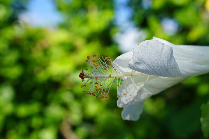Private Botanical Garden Experience in the Heart of Maui - Who Should Book This Tour?