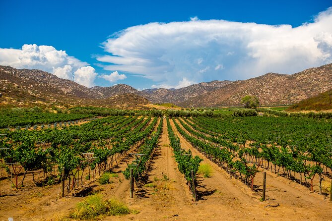 Private Boutique Wine Tour in Valle De Guadalupe - Experience Details