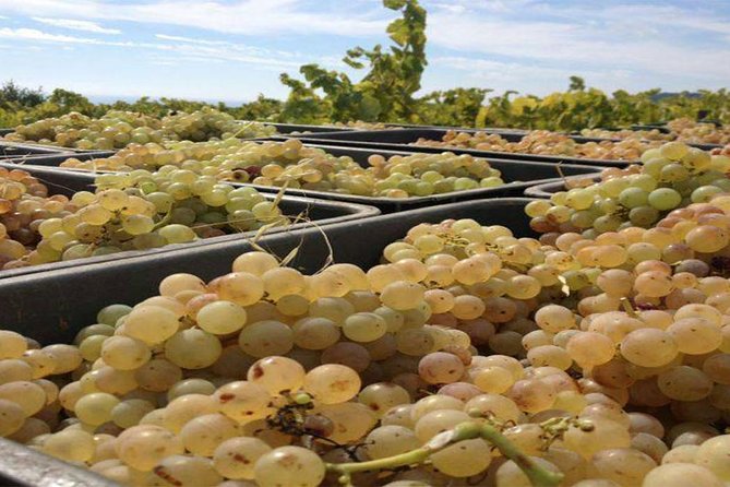 Private Breakfast Winery Experience - Private Wine Tasting Tour - Reviews and Ratings