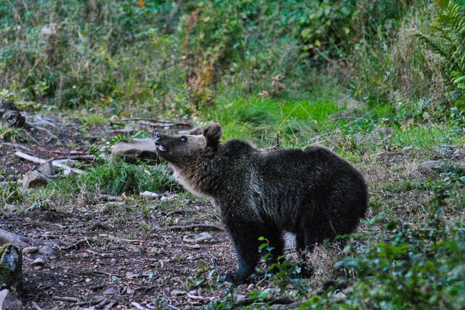 Private Brown Bear Watching Experience Near Odorheiu Secuiesc - Reviews