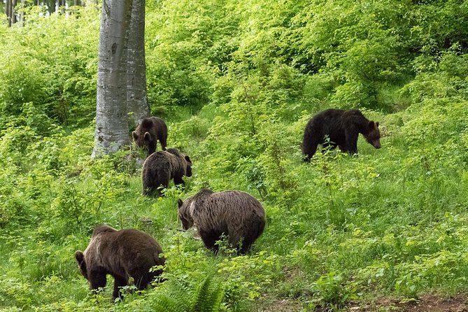 Private Brown Bear Watching Experience Near Odorheiu Secuiesc - Accessibility and Recommendations