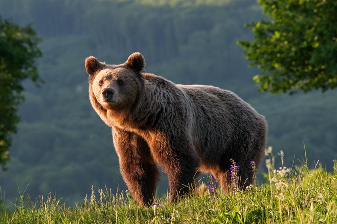 Private Brown Bear Watching Tour 40 Km Drive From Sighisoara - Good To Know
