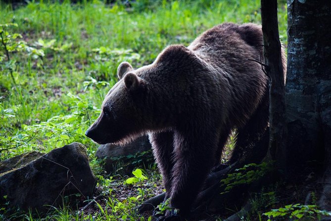 Private Brown Bear Watching Tour 40 Km Drive From Sighisoara - What To Expect