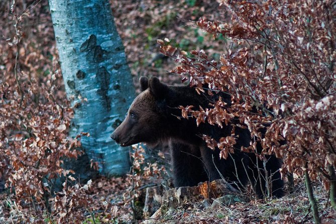 Private Brown Bear Watching Tour 40 Km Drive From Sighisoara - Activity Information