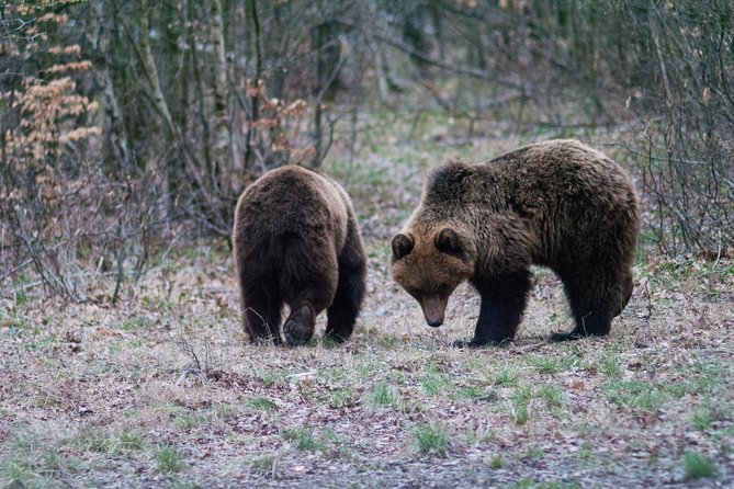 Private Brown Bear Watching Tour 40 Km Drive From Sighisoara - Price and Reservation
