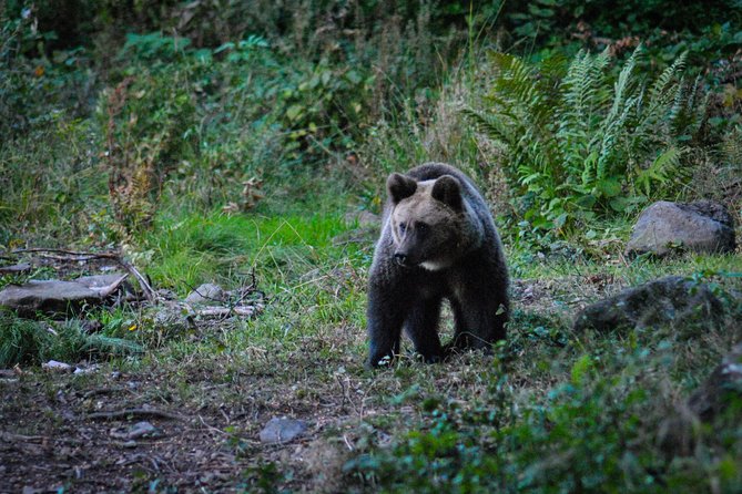 Private Brown Bear Watching Tour 40 Km Drive From Sighisoara - Tips for a Great Experience