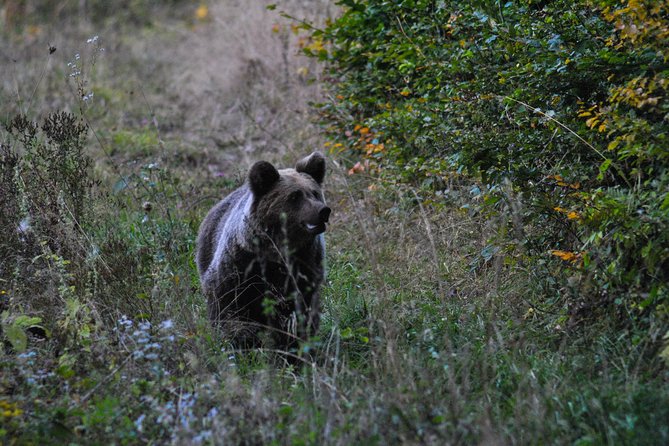 Private Brown Bear Watching Tour From Praid - Tour Details