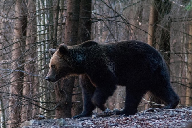 Private Brown Bear Watching Tour From Praid - Price and Booking
