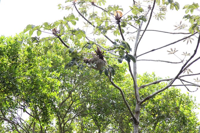 Private Buggy Tour - Sapiranga Reserve - Forte Beach by Emytour - Tour Details