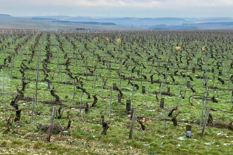Private Burgundy 4 Domains 20 Chablis Wines Caves From Paris - Savor the Flavors: Wine and Cheese Pairing
