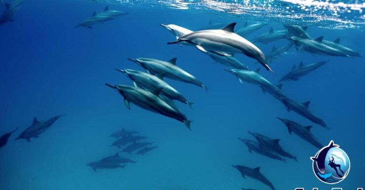 Private Cabo Ocean SAFARI - Booking Information