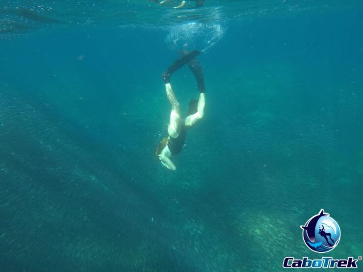 Private Cabo Ocean SAFARI - Activity Details