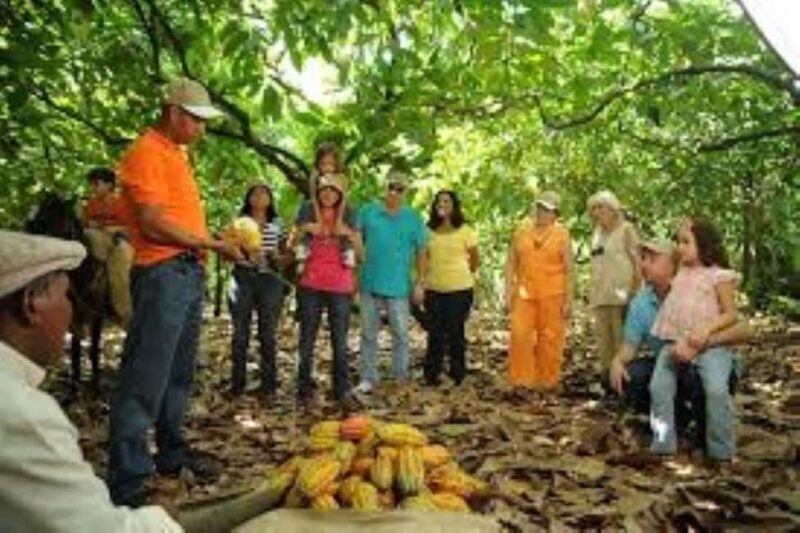 Private: Cacao Plantation Tour with Lunch & Tasting - Discovering Cacao in the Dominican Republic: A Detailed Look at the Private Plantation Tour with Lunch & Tasting