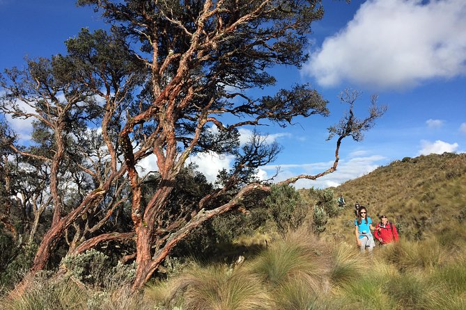 Private Cajas National Park Tour Through Cloud Forest and Moorlands - Tour Pricing Details
