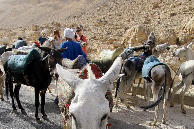 Private Camel, Horse or Donkey Ride in Luxor - Pickup Information