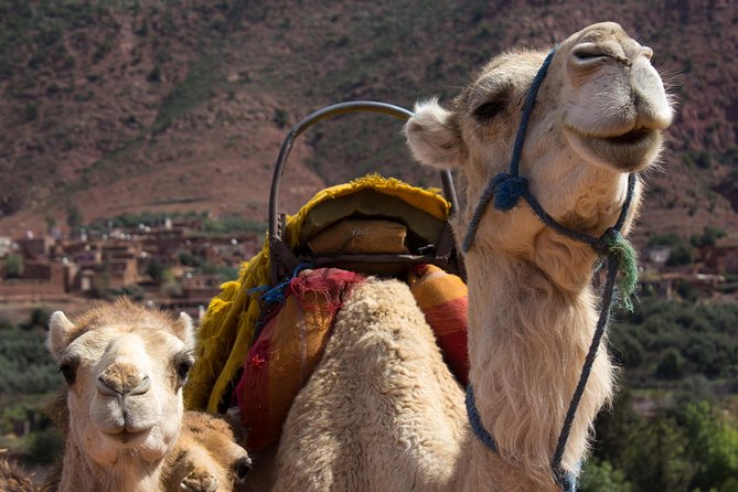 Private Camel Ride in High Atlas Mountains From Marrakech - Good To Know