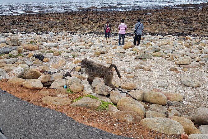 Private Cape of Good Hope and Penguins Full-Day (Sightseeing Guided) - Scenic Views