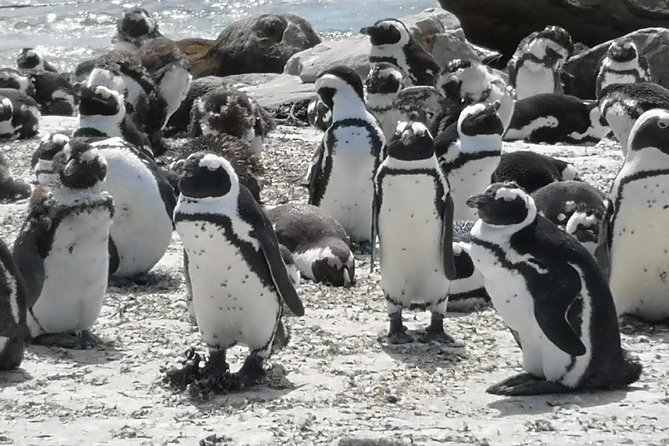 Private Cape of Good Hope Cape Point Penguin Kirstenbosch Tour. - Cancellation Policy and Customer Reviews