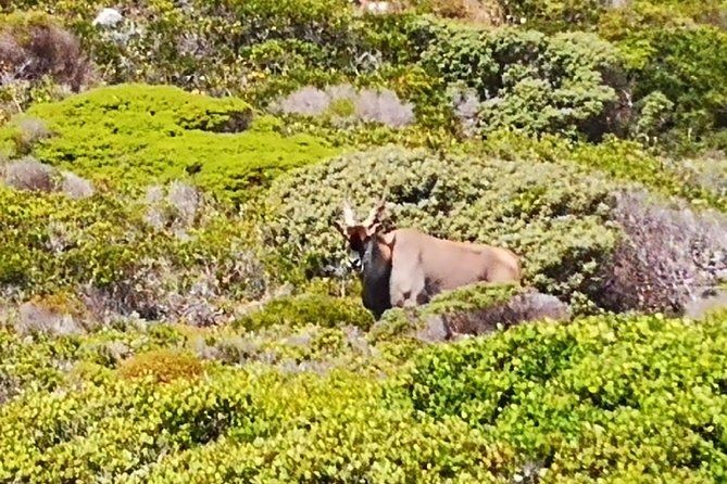 Private Cape of Good Hope Cape Point Penguins Kirstenbosch Tour - The Sum Up