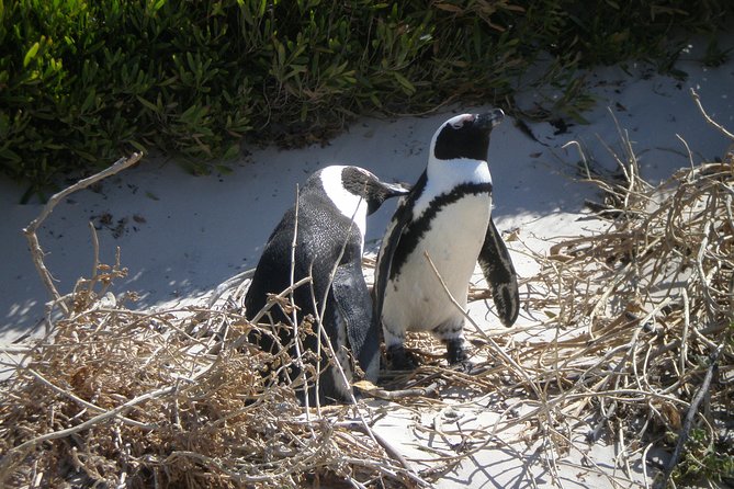 Private Cape of Good Hope Tour & Cape Point - Hotel Pickup and Accommodation Options