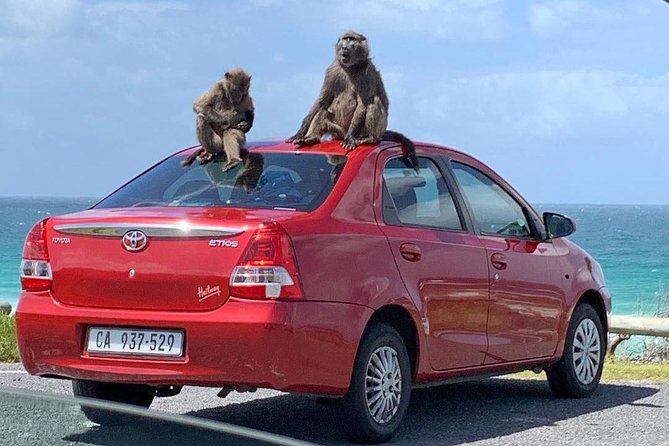 Private Cape of Good Hope Tour & Cape Point - Flexible Cancellation Policy