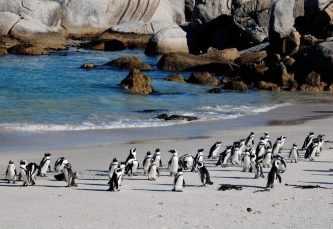 Private Cape Peninsular Full Day Tour - The Sum Up