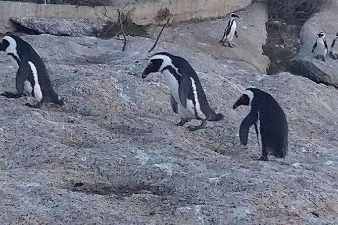Private Cape Point Penguins Tour - a Full Day of Exploring the Cape Peninsula - Contact and Booking Details