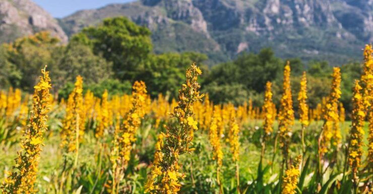 Private Cape Town and Garden Route Splendour - Tour Details