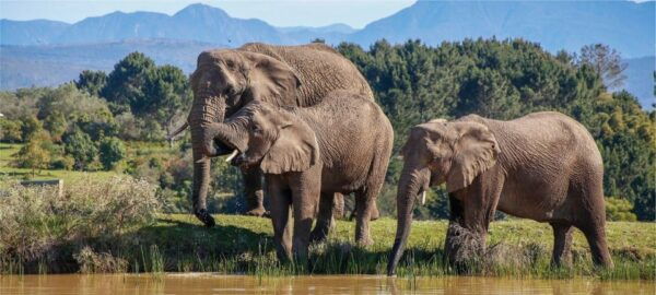 Private Cape Town and Garden Route Splendour - Frequently Asked Questions