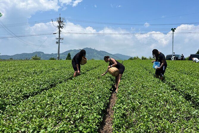 Private Car Tour from Shimizu Port to Visit Kakegawa Tea Culture - The Sum Up