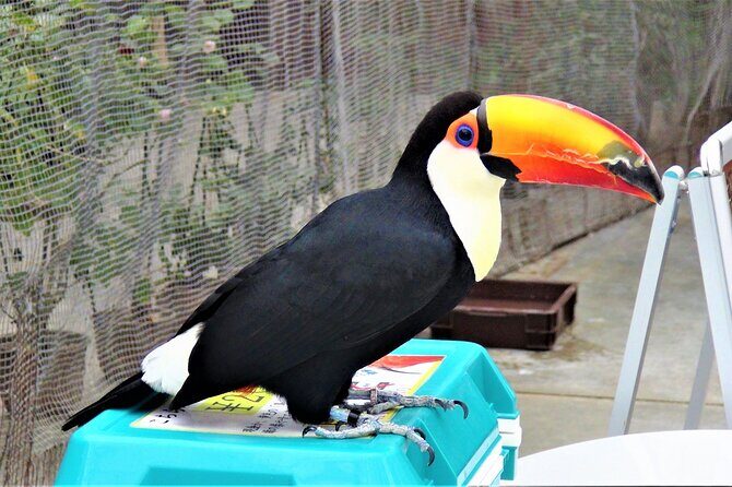 Private Car Tour from Shimizu Port to Visit Kakegawa Tea Culture - FAQ