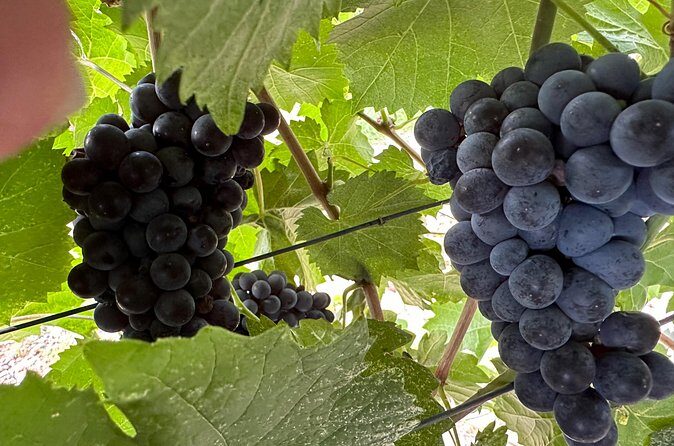 Private car tour in Sedona and Verde Valley experience - Final Thoughts