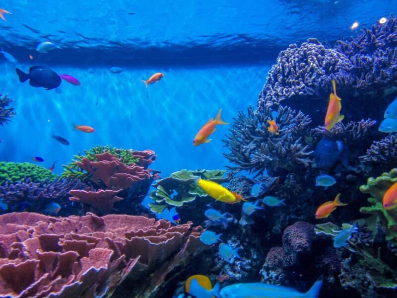 Private: Catalina Island Day Tour from La Romana - Why Choose This Tour?