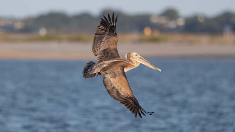 Private: Catalina Island Snorkeling & BBQ Boat Tour - Practical Tips & Considerations
