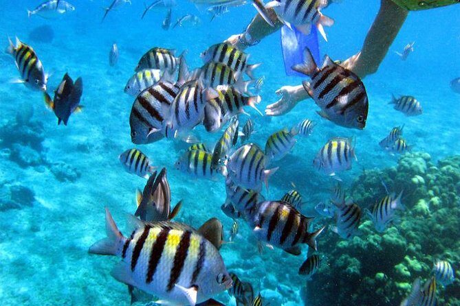 Private Catamaran Booze Cruise & Snorkeling - Practical Tips for Booking and Enjoying the Tour