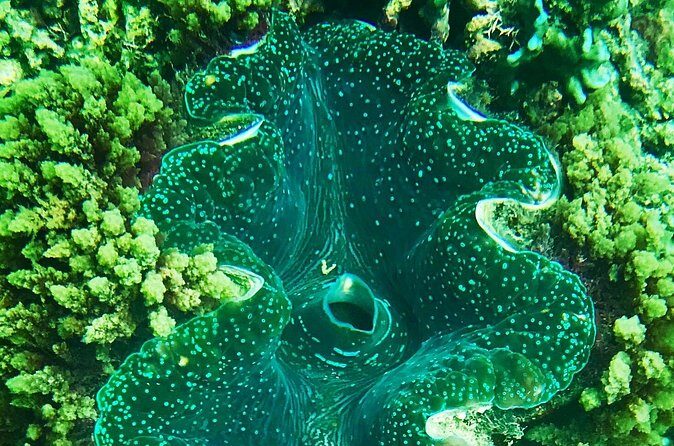 Private Catamaran Charter to Low Isles with Snorkelling and Lunch - The Sum Up