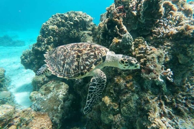 Private Catamaran in Cozumel: El Cielo and Turtle Sanctuary - Who This Tour Suits Best