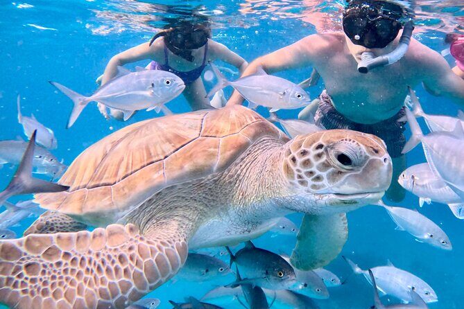 Private catamaran sail & snorkel - Good To Know