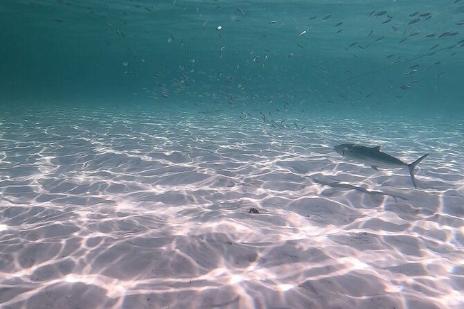 Private Catamaran: Snorkel, Swim and Dolphin Watching - Booking and Cancellation