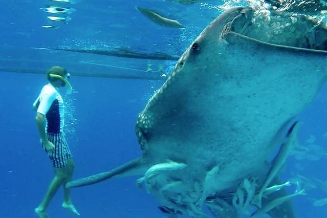 Private Cebu Tour: Oslob WhalesharkCanyoneeringKawasan Falls - Itinerary Details