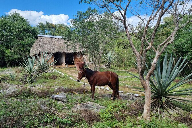 Private Cenote Hopping Tour  Adventure with a Local Vibe - Who Will Love This Tour?